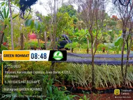 Jual Tanaman untuk PROYEK