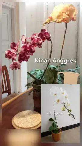 Tanaman anggrek