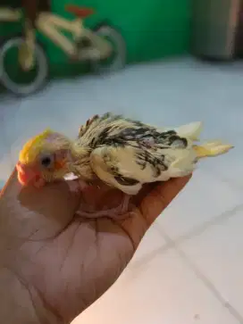 Baby Falk Pied / Parkit Australia