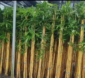 jual bambu panda susun 3/4