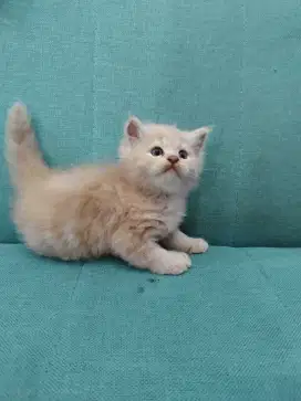 Anak Kucing BSH x persia