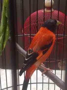 Jual siskin clasic sepasang sudah produksi 1 kali