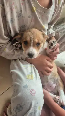 Anak Anjing Cute dan Aktif !!