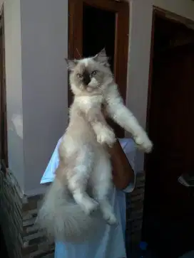 kucing ragdoll x hima betina