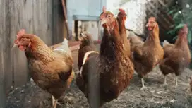 Dijual cepat ayam petelur merah