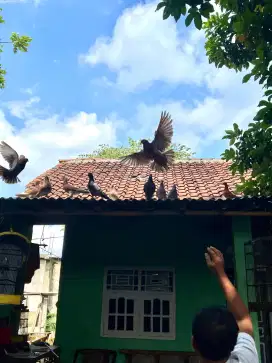 Dijual burung merpati cantik dan murah