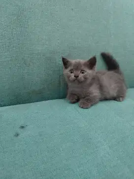 Anak kucing BSH X Persia