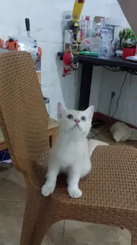 Kucing BSH Mix kitten