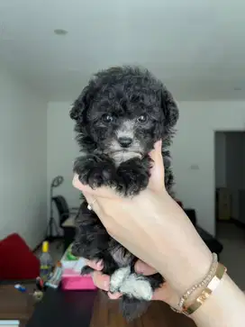 Anak anjing toy tiny poodle silver male jantan