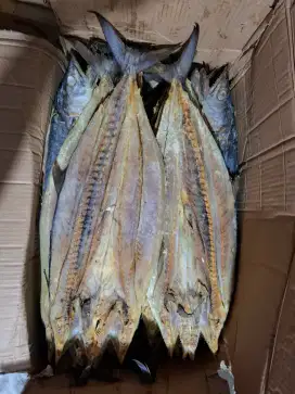 Jual telang tenggiri partai dan eceran