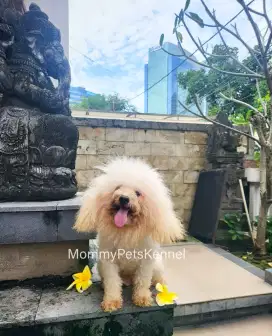 Anjing Poodle mini betina