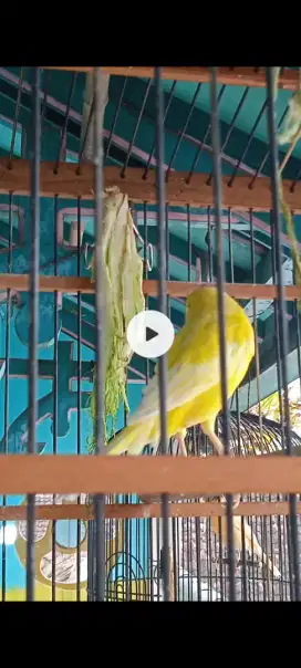 Burung kenari cerah