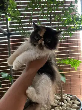 Kucing Kitten Persia Peaknose