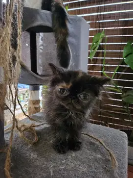 Kucing Kitten Persia Peaknose