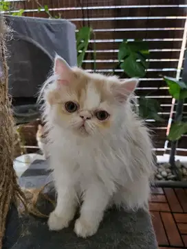 Kucing Kitten Persia Peaknose