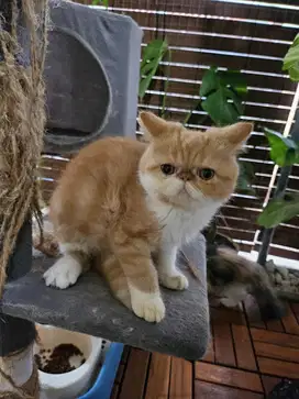 Kucing Kitten Persia Peaknose