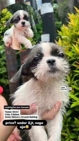 Anakan Shitzu x French Bulldog Lucu Nama Mowi 3 Bulan Murah!