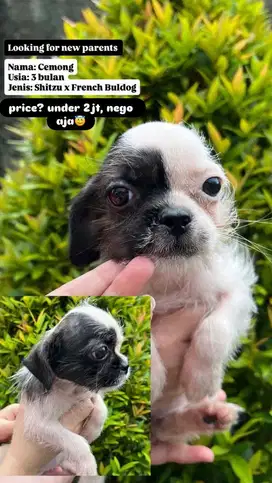 Jual Anakan Shitzu x French Bulldog Unik Nama Cemong 3 Bulan Murah!