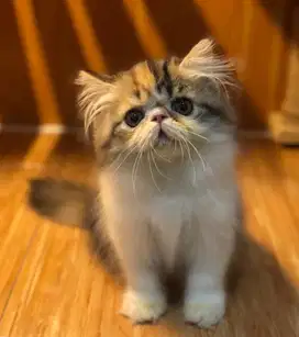 Kucing persia peaknose