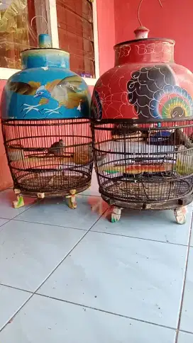 di jual peekutut bangkok dan lokal