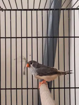 Zebra Finch ZF betina BBBC