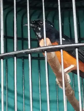 Murai Batu Blorok Original Bahorok Lawas