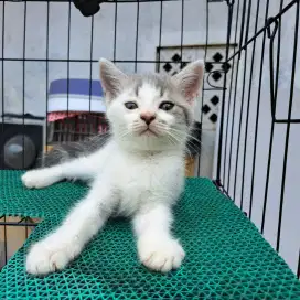 Kucing Himalayan Mix Munchkin BLH
