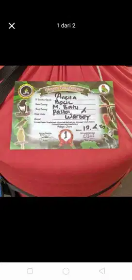 Murai Medan eks prestasi minus galak matokin tangan
