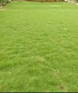 Rumput jepang hijau dan bambu kuning