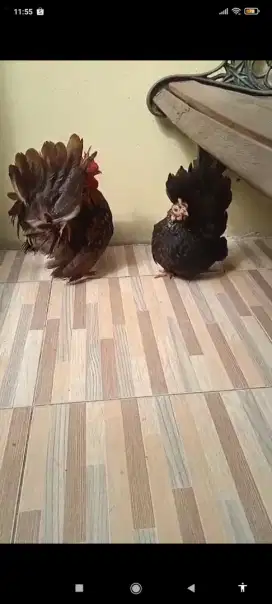 Ayam kate ori kualitas kontes