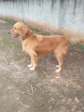 golden retriever jantan 1 th 10 bulan