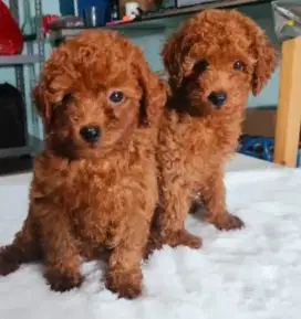 Poodle 1.5 bln non stb ras asli