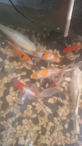 ikan koi sepaket 11ekor mix