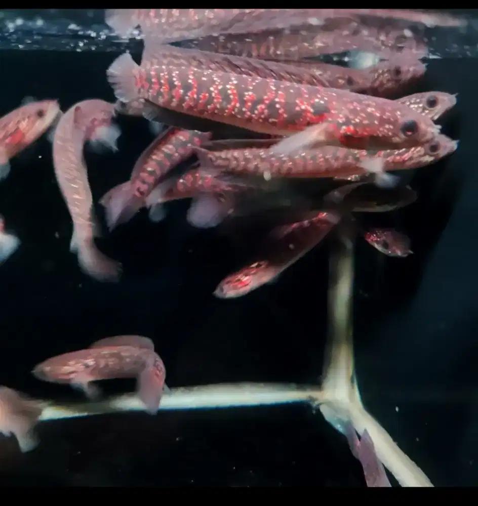 Channa asiatica redspot