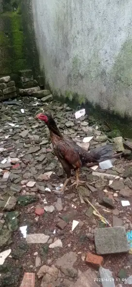 DI jual biang coklat jnis Mangon item sama anaknya jnis bk klasik