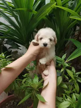 tiny poodle female