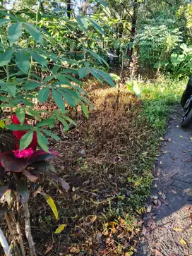 Dijual tanah di wanagiri singaraja bali