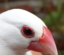 Gelatik putih jantan