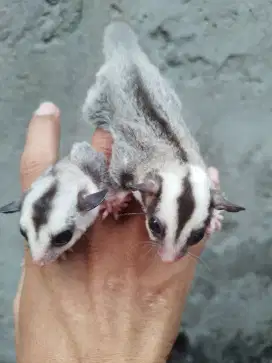 Sugar glider low moza dan wf joey