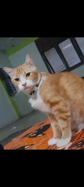 Di jual kucing mixdom