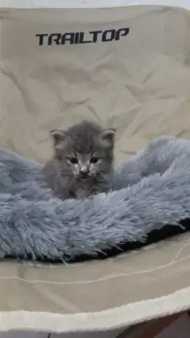 Anak kucing persia