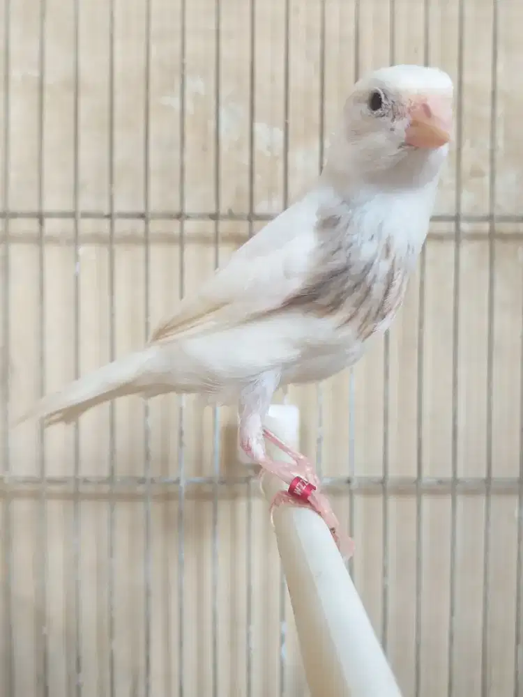 Kenari Munchener Import Jantan