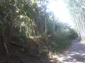 Tanah Kebun Jati Pinggir Jalan Kabupaten Bondowoso