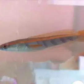 Ikan Channa red Barito anakan