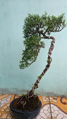 Bonsai Cendrawasih Cenderawasih