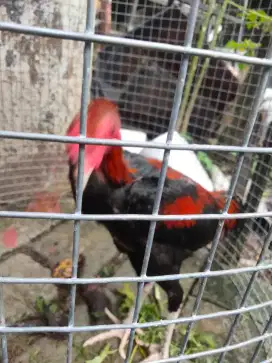 Ayam Bangkok janggaran