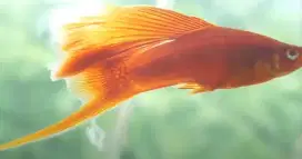 Ikan platy & molly