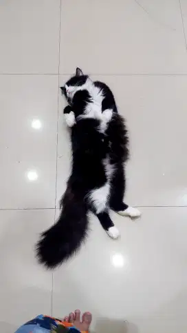 KUCING PERSIA BIGBONE NEGO