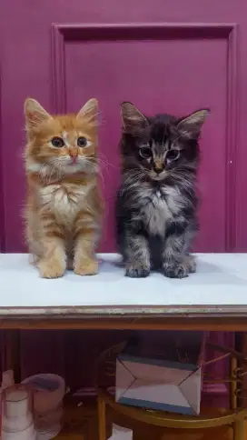 Kucing persia medium