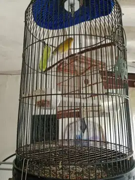 Jual burung kenari